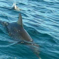 035-spotted dolphin.JPG